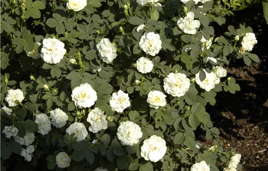 Rosa alba 'Suaveolens' Rosa alba 'Suaveolens'