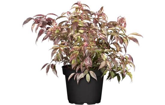 Leucothoe walteri 'Rainbow' Leucothoe walteri 'Rainbow'