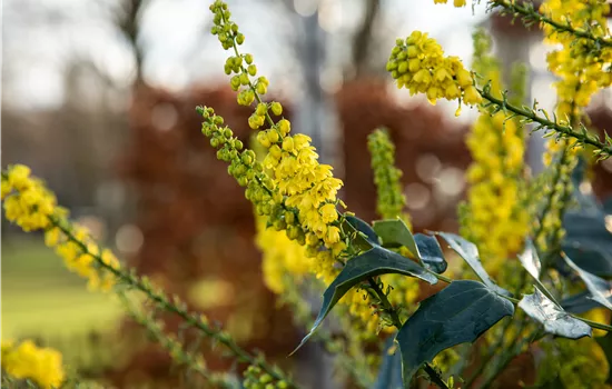 Mahonia bealei