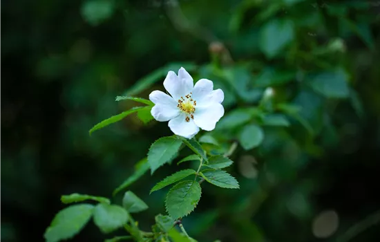Rosa arvensis
