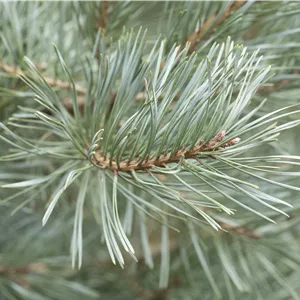 Pinus sylvestris 'Glauca' Pinus sylvestris 'Glauca'