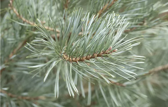 Pinus sylvestris 'Glauca' Pinus sylvestris 'Glauca'