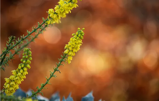 Mahonia media 'Winter Sun'