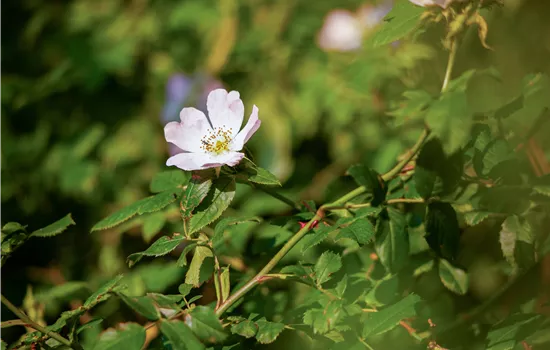 Rosa canina Rosa canina