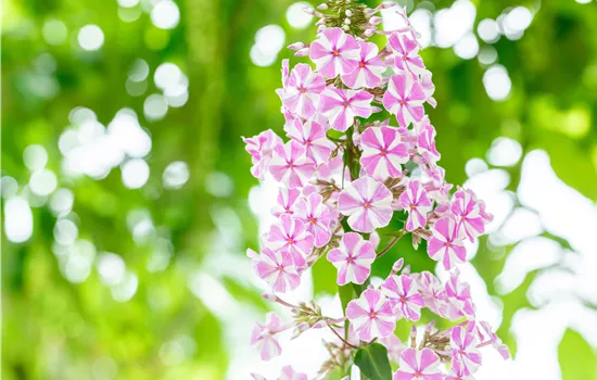 Phlox maculata 'Natascha' Phlox maculata 'Natascha'