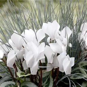 Alpenveilchen: Drinnen und draußen Alpenveilchen: Drinnen und draußen