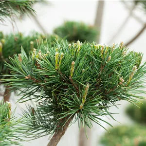 Pinus sylvestris 'Norske Typ' Pinus sylvestris 'Norske Typ'