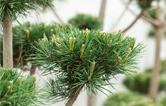 Pinus sylvestris 'Norske Typ' Pinus sylvestris 'Norske Typ'