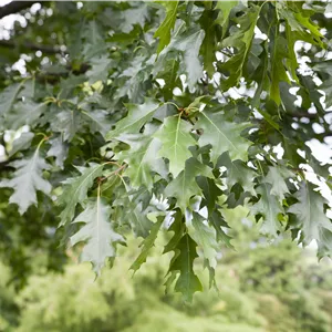 Quercus rubra Quercus rubra