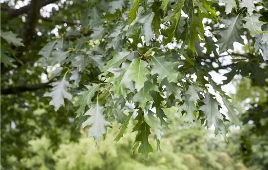 Quercus rubra Quercus rubra