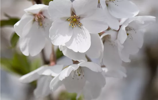Prunus fruticosa 'Globosa' Prunus fruticosa 'Globosa'