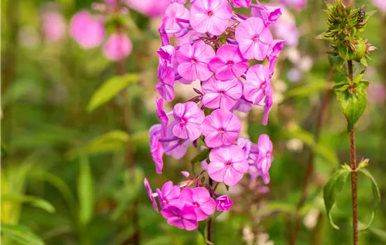 Phlox maculata 'Rosalinde' Phlox maculata 'Rosalinde'