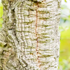 Quercus suber Quercus suber