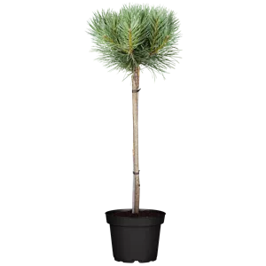 Pinus sylvestris 'Watereri' Pinus sylvestris 'Watereri'