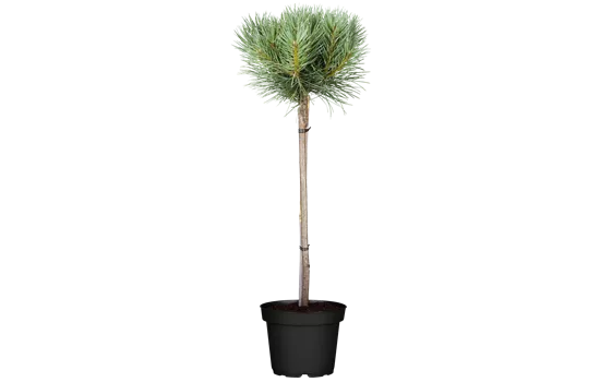 Pinus sylvestris 'Watereri' Pinus sylvestris 'Watereri'