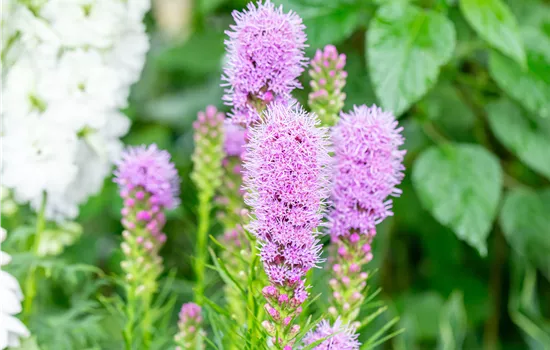 Liatris spicata 'Kobold'
