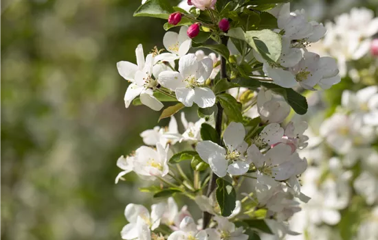 Malus 'Beverly' Malus 'Beverly'
