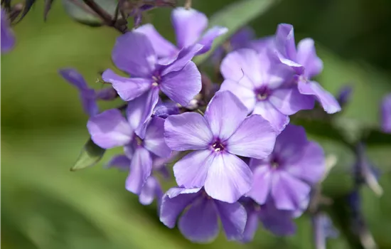 Phlox paniculata 'Blue Paradise'