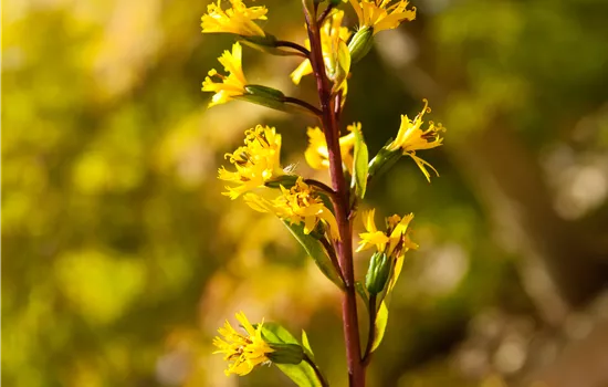 Ligularia przewalskii 'The Rocket'