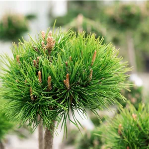 Pinus mugo rostrata Pinus mugo rostrata