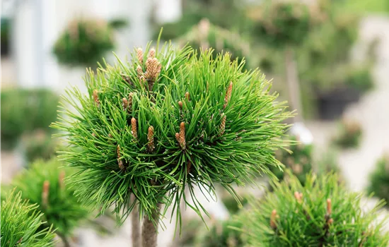 Pinus mugo rostrata Pinus mugo rostrata