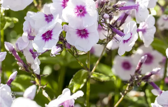 Phlox paniculata 'Bright Eyes' Phlox paniculata 'Bright Eyes'