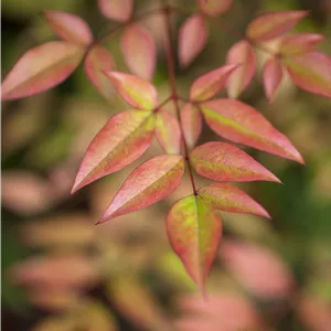 Nandina domestica Nandina domestica