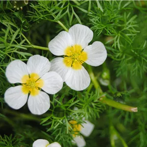 Ranunculus aquatilis Ranunculus aquatilis