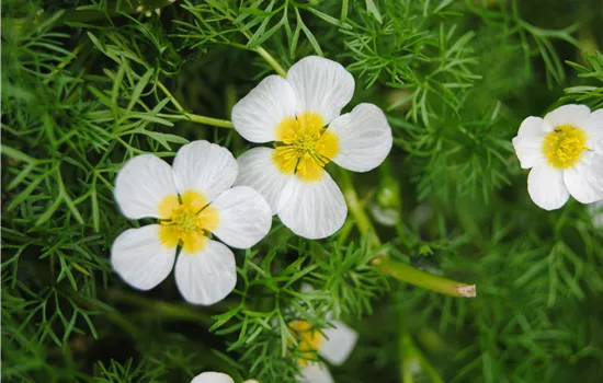 Ranunculus aquatilis Ranunculus aquatilis