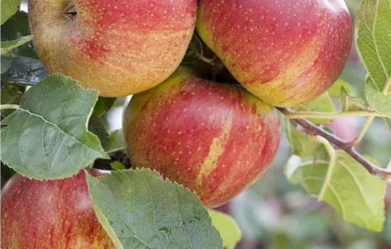 Malus domestica 'Boskoop' Malus domestica 'Boskoop'