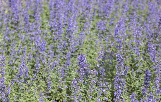 Nepeta grandiflora 'Blue Danube' Nepeta grandiflora 'Blue Danube'
