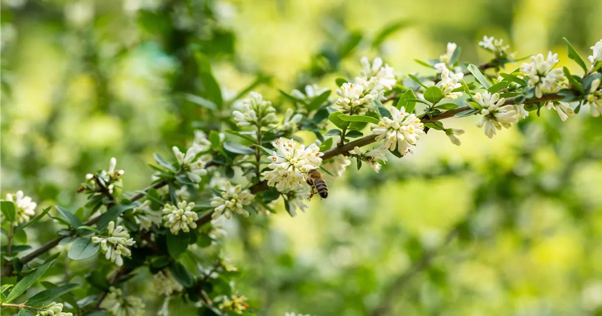 Ligustrum obtusifolium regelianum