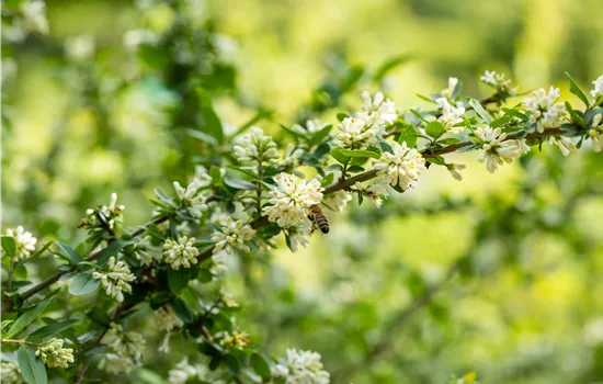Ligustrum obtusifolium regelianum