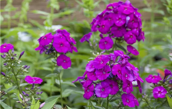 Phlox paniculata 'Düsterlohe'