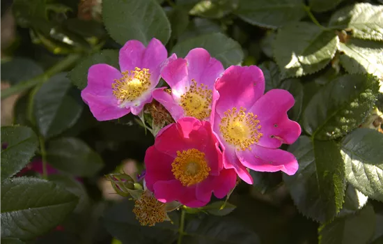 Rosa carolina Rosa carolina