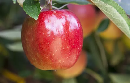 Malus domestica 'Braeburn' Malus domestica 'Braeburn'