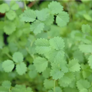 Sanguisorba minor Sanguisorba minor
