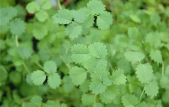 Sanguisorba minor Sanguisorba minor