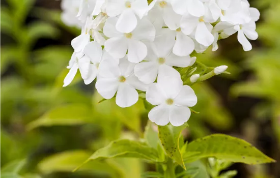 Phlox paniculata 'Fujiyama'