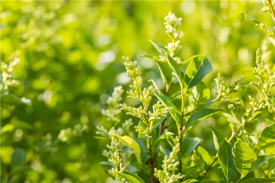 Ligustrum ovalifolium
