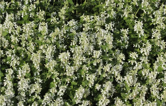 Nepeta racemosa 'Snowflake' Nepeta racemosa 'Snowflake'