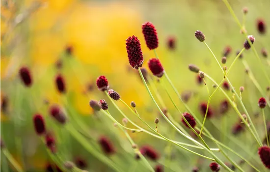 Sanguisorba officinalis 'Red Thunder' Sanguisorba officinalis 'Red Thunder'
