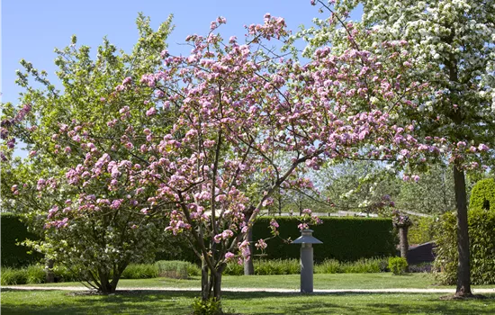 Malus 'Brandy Magic'