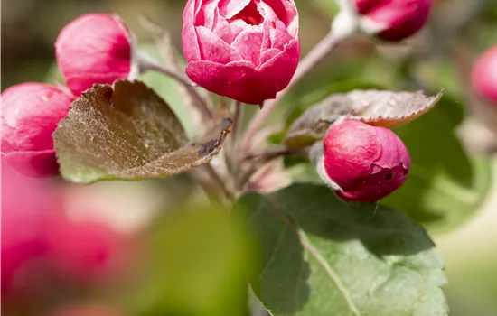 Malus 'Brandy Magic' Malus 'Brandy Magic'