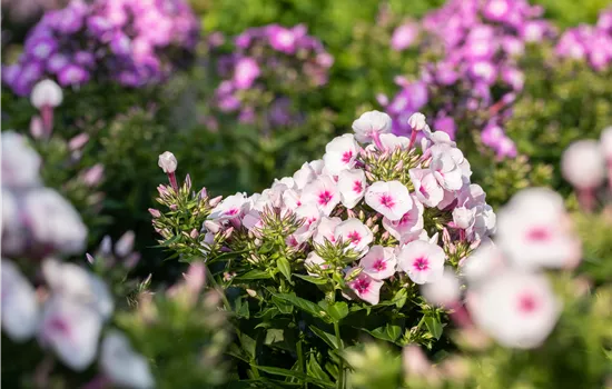 Phlox paniculata 'Kirmesländler' Phlox paniculata 'Kirmesländler'