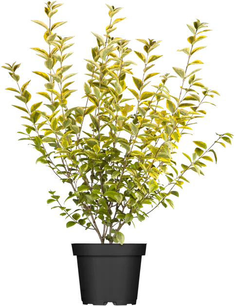Ligustrum ovalifolium 'Aureum'