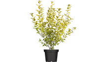 philodendron autumn queen Buy Philodendron 'Autumn Queen' main image 1