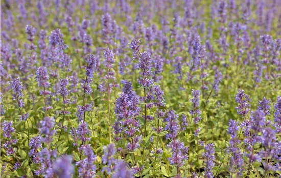 Nepeta racemosa 'Superba' Nepeta racemosa 'Superba'
