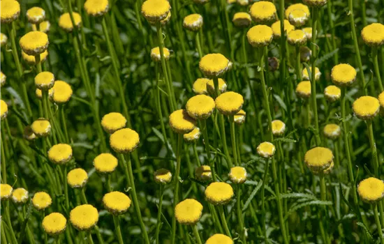 Santolina rosmarinifolia