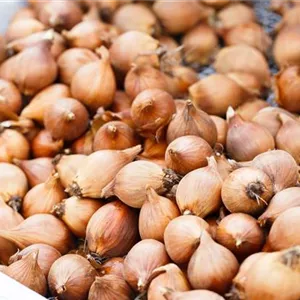 Blumenzwiebeln – kleine Zwiebeln mit großer Wirkung Blumenzwiebeln – kleine Zwiebeln mit großer Wirkung